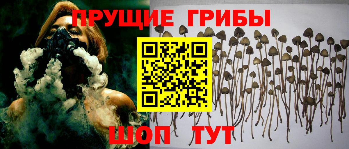 как найти закладки  Псилоцибиновые грибы прущие грибы  Вход с VPN  Дальнегорск  Галлюциногенные грибы Psilocybe 